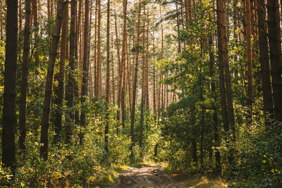 Trees in forest