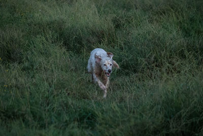 Dog running in field