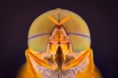 Close up of insect on yellow flower