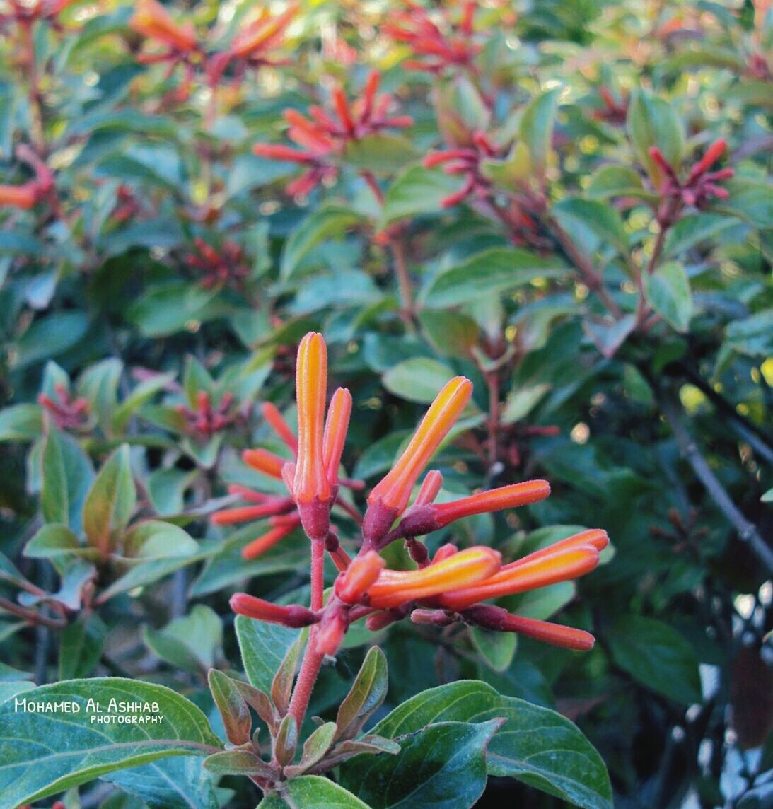 flower, growth, freshness, petal, beauty in nature, fragility, red, nature, leaf, focus on foreground, plant, close-up, blooming, flower head, green color, in bloom, day, outdoors, blossom, selective focus