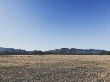 Scenic view of field against clear blue sky