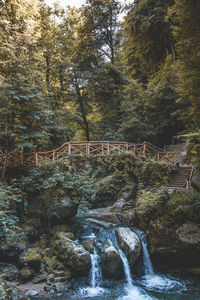 Scenic view of waterfall in forest