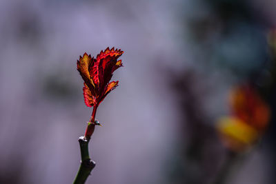 Close-up of red flowering plant