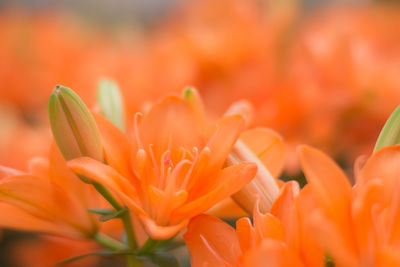 Close-up of orange flowers blooming outdoors