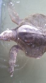 Close-up of turtle swimming in sea