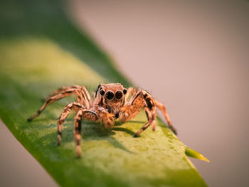 Close-up of spider