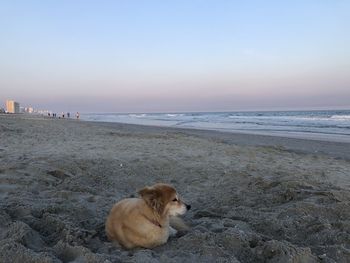 Dog on beach against clear sky