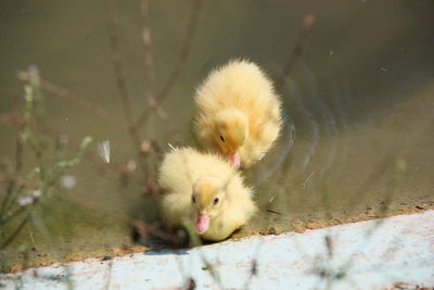 Ducklings at the lake