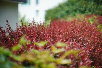 Close-up of flowering plants on field