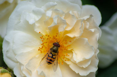 Close-up of bee pollinating on flower