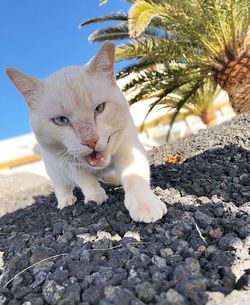 Portrait of white cat on rock