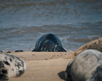 View of seal on beach