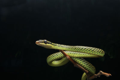 Close-up of a lizard on black background