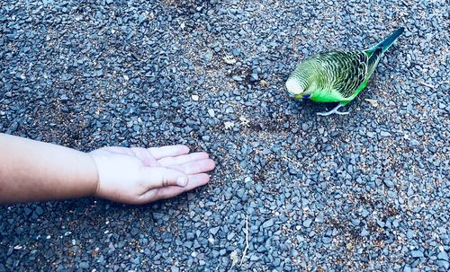 Close-up of hand reaching out bird 