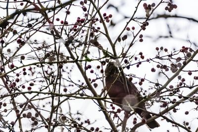 Close-up of bird perching on tree