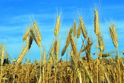 Close-up of wheat field against clear blue sky