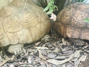 Close-up of tortoise on leaves