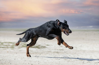 Dog running on beach against sky during sunset