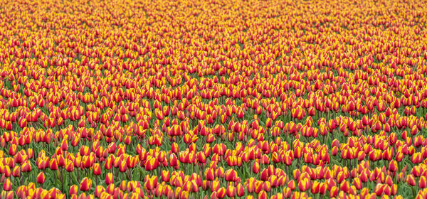 Full frame shot of multi colored tulips on field