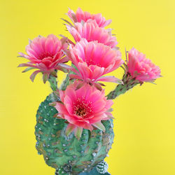 Close-up of pink flowering plant against yellow background