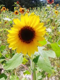 Close-up of sunflower