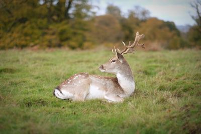 Stag laying down