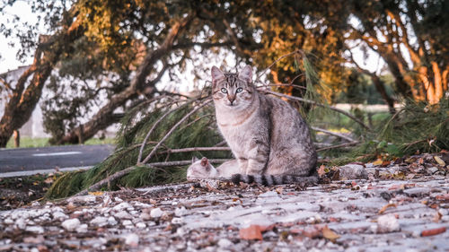 Portrait of cat