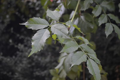 Close-up of green leaves on plant