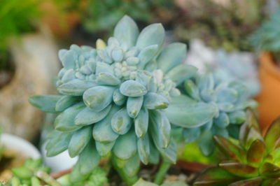 Close-up of succulent plant