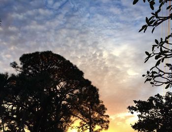 Low angle view of silhouette trees against sky