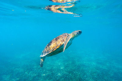 Side view of turtle swimming in sea