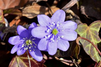 Close-up of flowers blooming outdoors