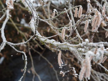 Close-up of frozen plant