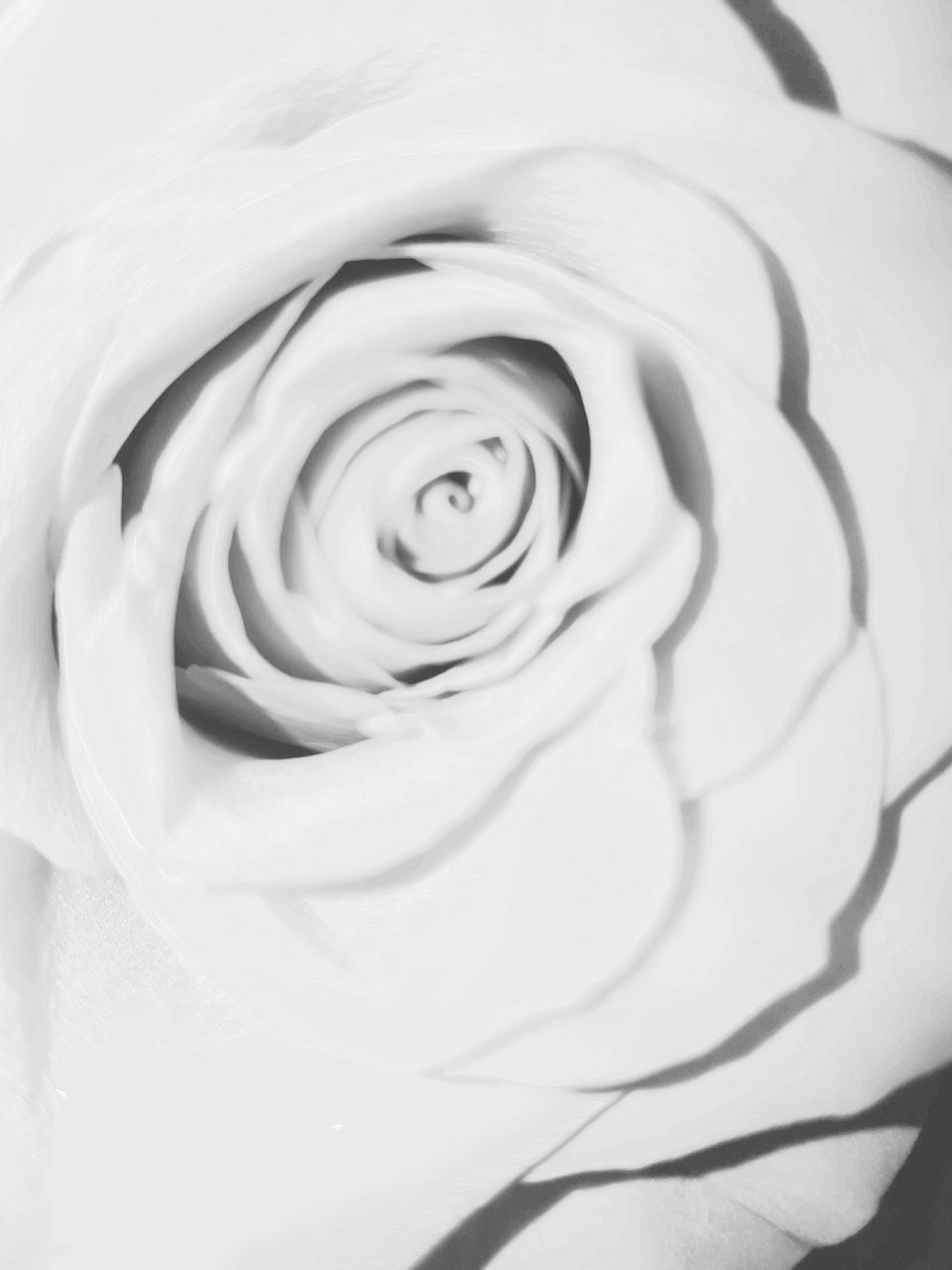 white color, rose - flower, backgrounds, flower, petal, full frame, swirl, no people, flower head, beauty in nature, pattern, freshness, close-up, nature, indoors, food, fragility, day