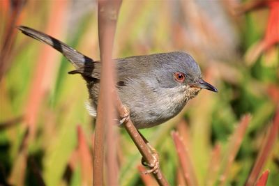 Close-up of bird perching outdoors