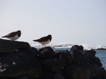 Close-up of seagulls perching on rock by sea against clear sky