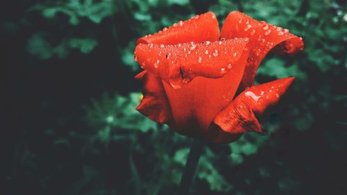 Close-up of wet red rose blooming outdoors