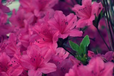 Close-up of pink flower