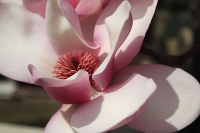 Close-up of pink rose flower