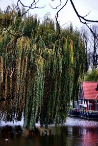 Trees in pond