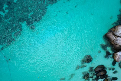 High angle view of coral in sea