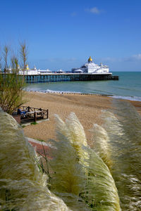 Eastbourne beach and pier. pampas grass in foreground.