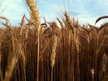 Close-up of wheat growing on field against sky