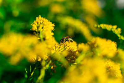 Close-up of bee pollinating on yellow flower