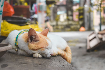 Close-up of a cat sleeping