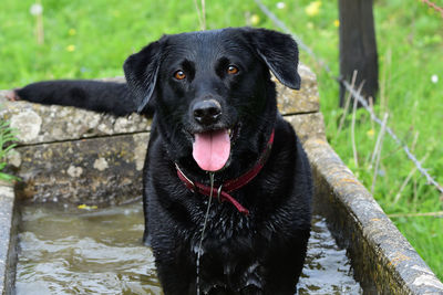Portrait of a wet black labrador standing in a water trough