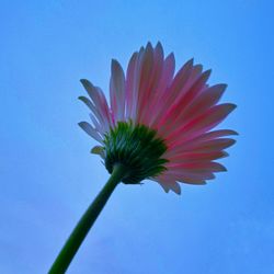 Close-up of purple flower against blue sky