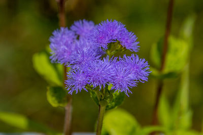 flowering plant