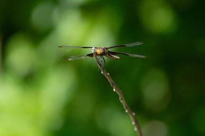 Close-up of dragonfly on plant