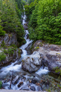 Scenic view of waterfall in forest